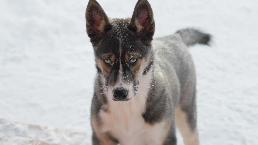 seppala siberiano en la nieve