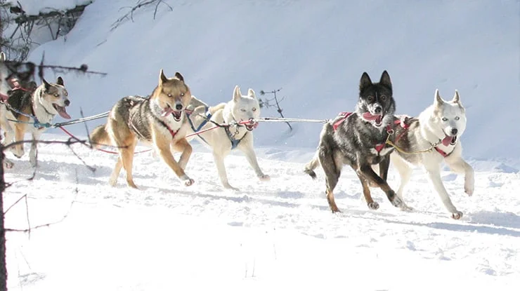 perros de trineo