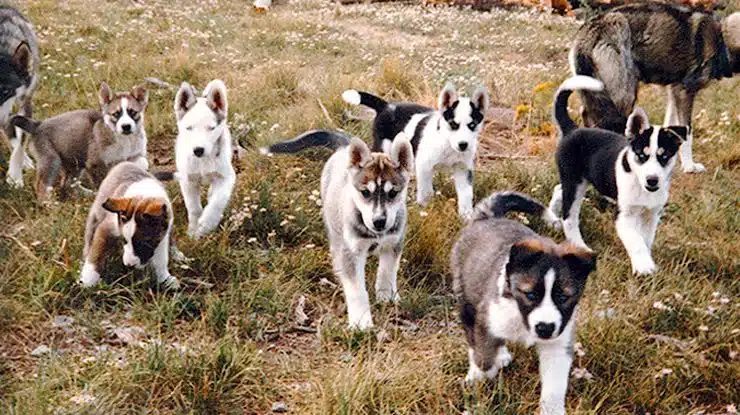 cachorros de seppala siberiano