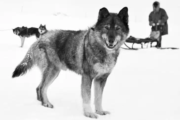 togo perro héroe