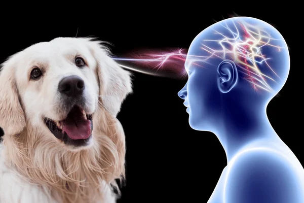 imagen neurona espejo perro