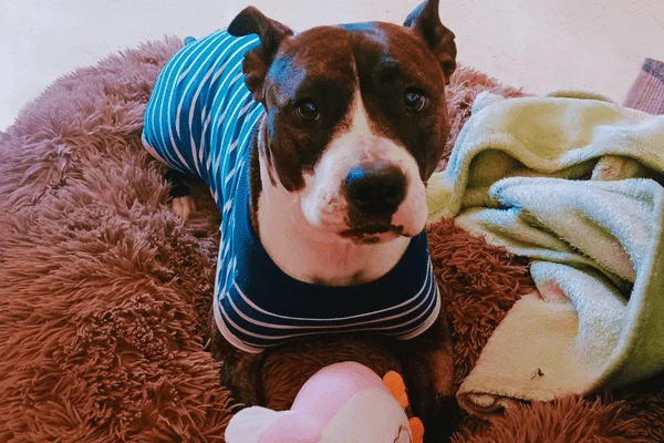Noa, compañera de Katy de PerroAmigo