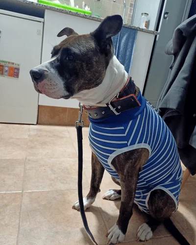 Noa con su traje postoperatorio morado
