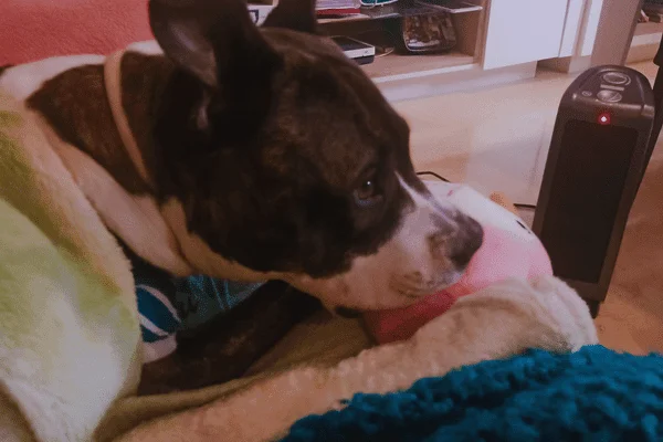 Noa descansando calentita con mantas en casa