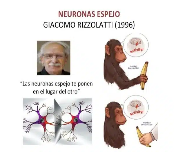 neuronas espejo perros