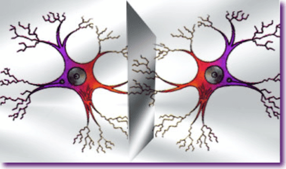 imagen neuronas espejo perro