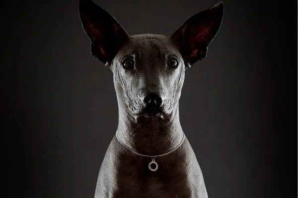 Xoloitzcuintle perro sin pelo mexicano