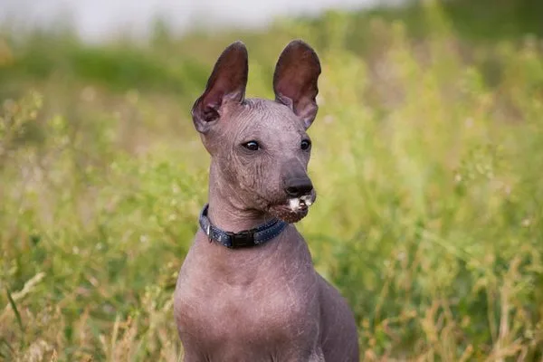 Xoloitzcuintle rubio