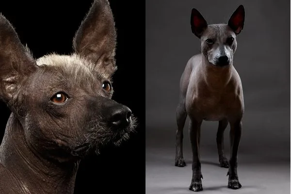 Xoloitzcuintle perro pelon mexicano