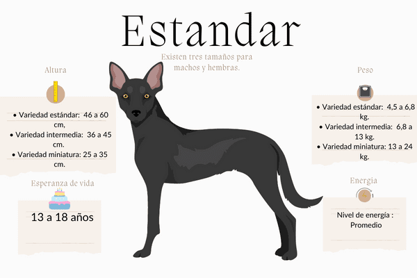 Xoloitzcuintle perro sin pelo mexicano
