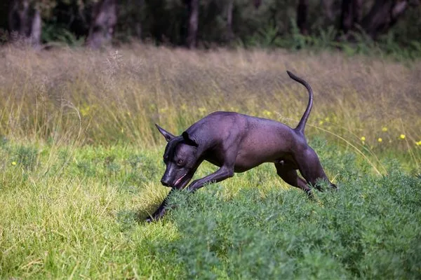 Xoloitzcuintle negro