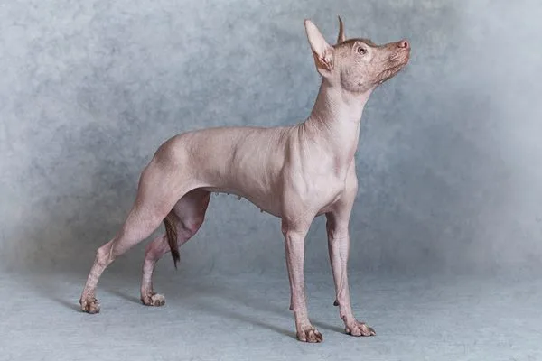 Xoloitzcuintle gris