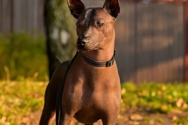 Xoloitzcuintle marron