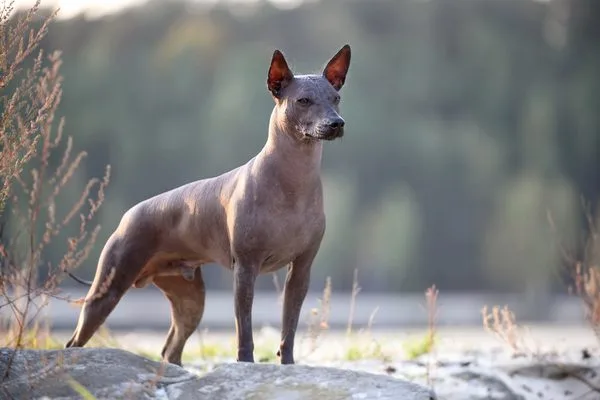 Xoloitzcuintle perro sin pelo mexicano