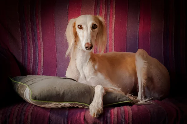 perro egipcio