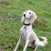 perro saluki blanco
