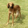 perro saluki marron