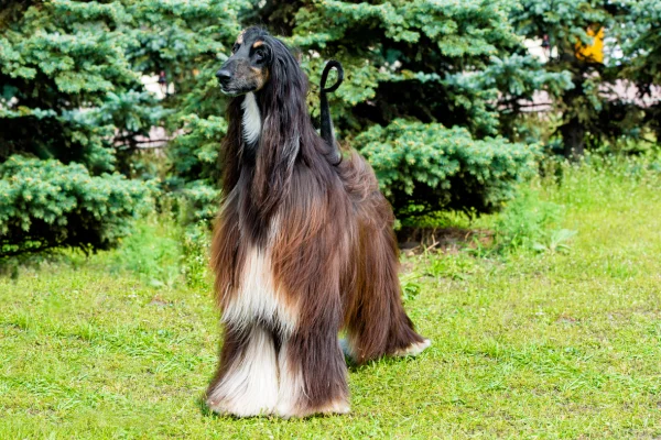 perro afghan hound