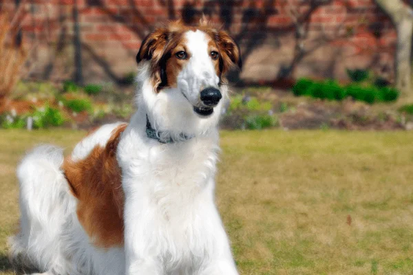 perro borzoi