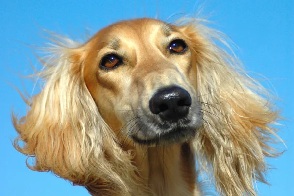 saluki perro