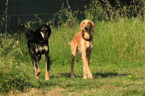 perro saluki caza