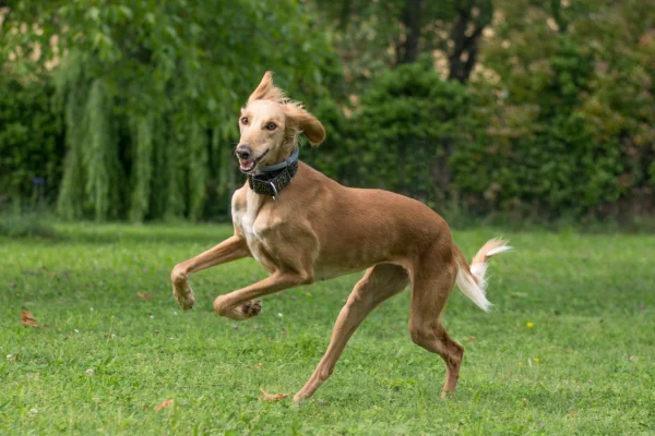 perro real egipcio