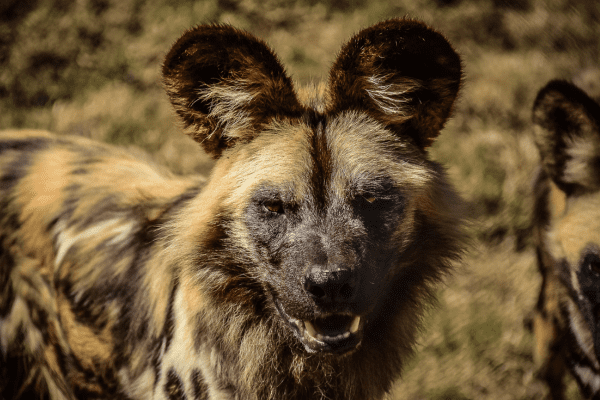 Licaones: Conoce todo sobre el perro salvaje africano