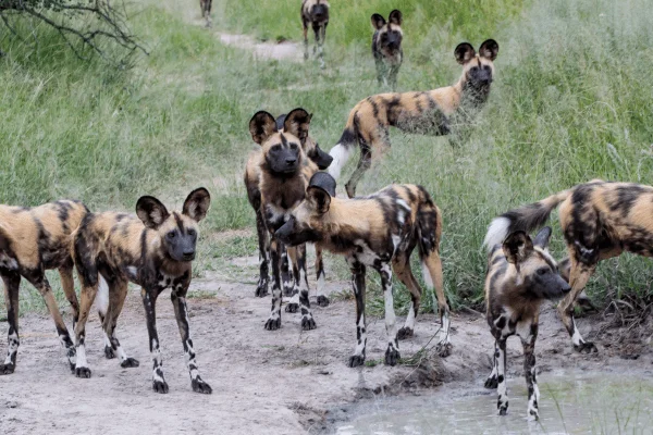 perros salvajes