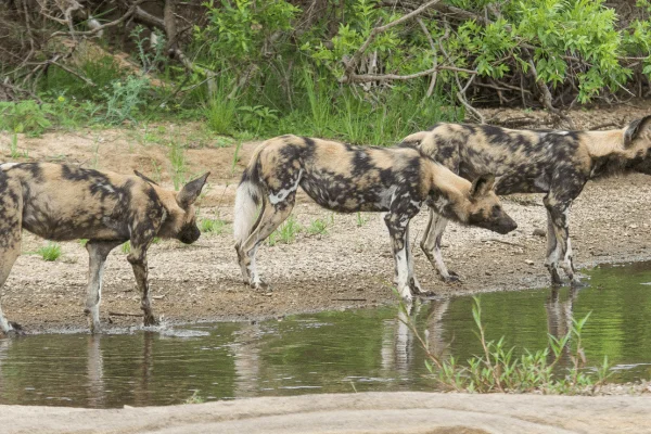 perro pintado africano