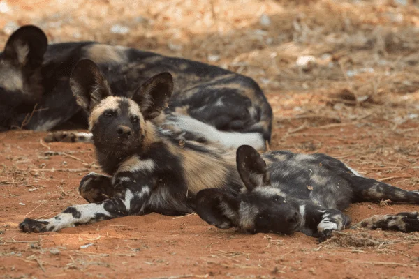 perro salvaje africano
