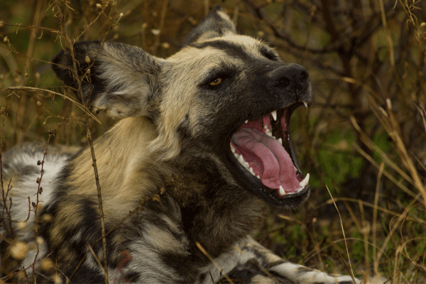Licaones: Conoce todo sobre el perro salvaje africano