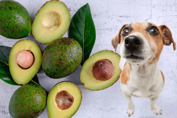 alimentos prohibidos perros 