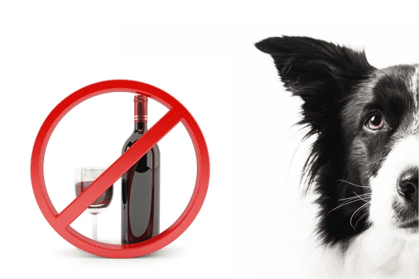 alimentos prohibidos perros