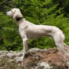 perro saluki crema