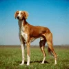 perro saluki rojo