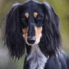 perro sañuki negro y rojo