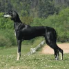 perro saluki negro