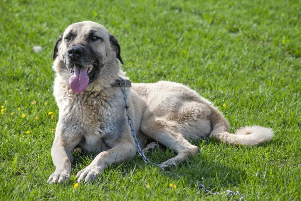 perro turco