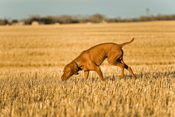 olfato perro