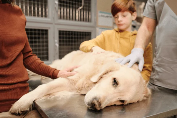 alimentos prohibidos perros