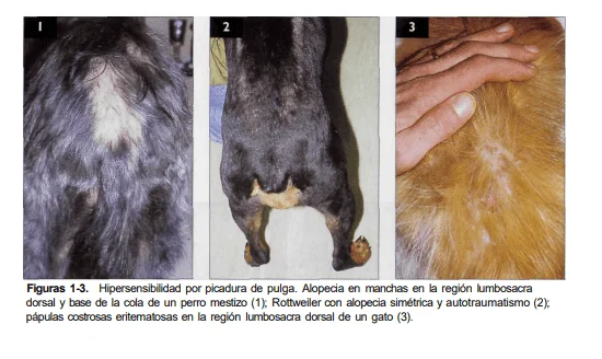 alergia en perros