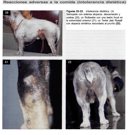 alergia perro