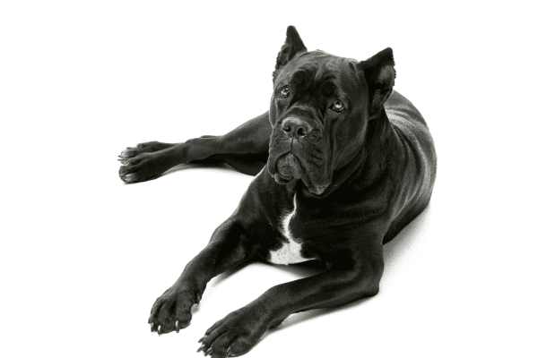 cane corso perros imagen