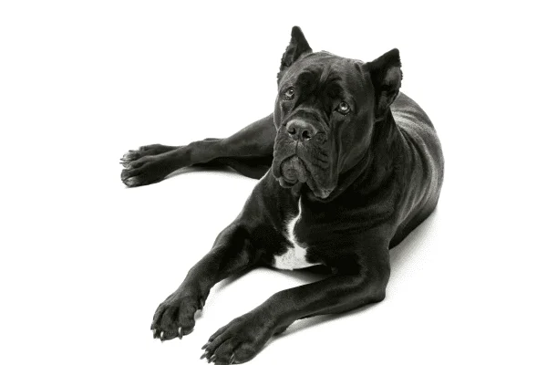 cane corso perros imagen