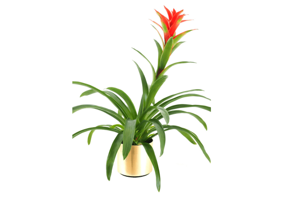 planta no toxica para perro