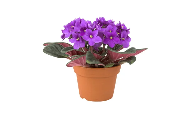 planta no toxica para perro foto