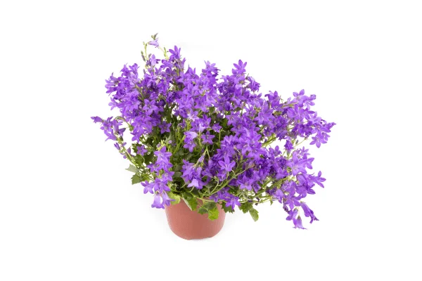 planta no toxica perros
