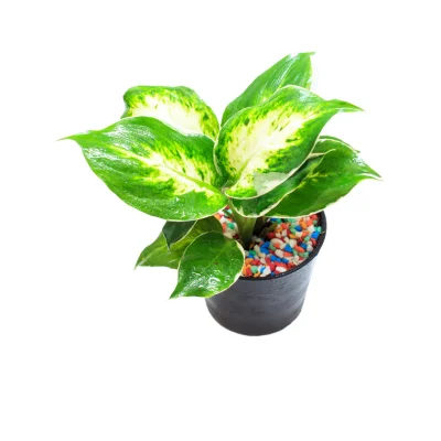 plantas toxicas perro foto