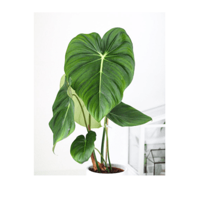 plantas toxica perros imagen