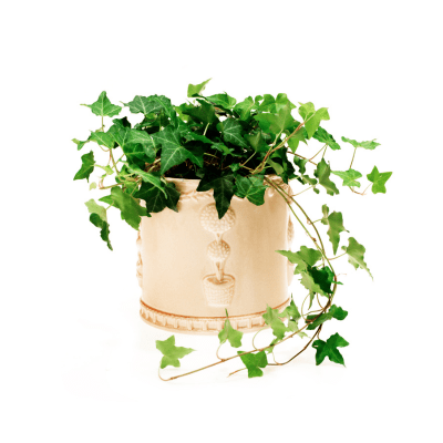 plantas toxicas para perros imagen